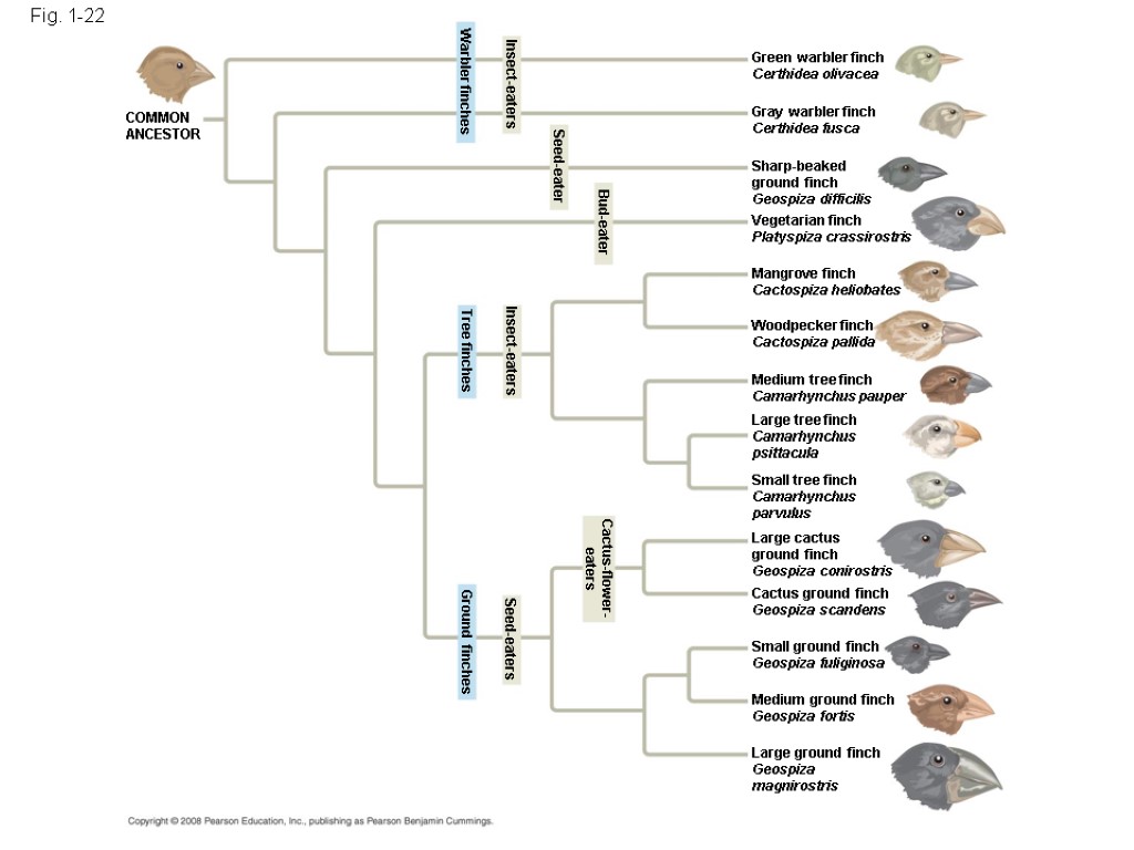 Fig. 1-22 COMMON ANCESTOR Warbler finches Insect-eaters Seed-eater Bud-eater Insect-eaters Tree finches Green warbler